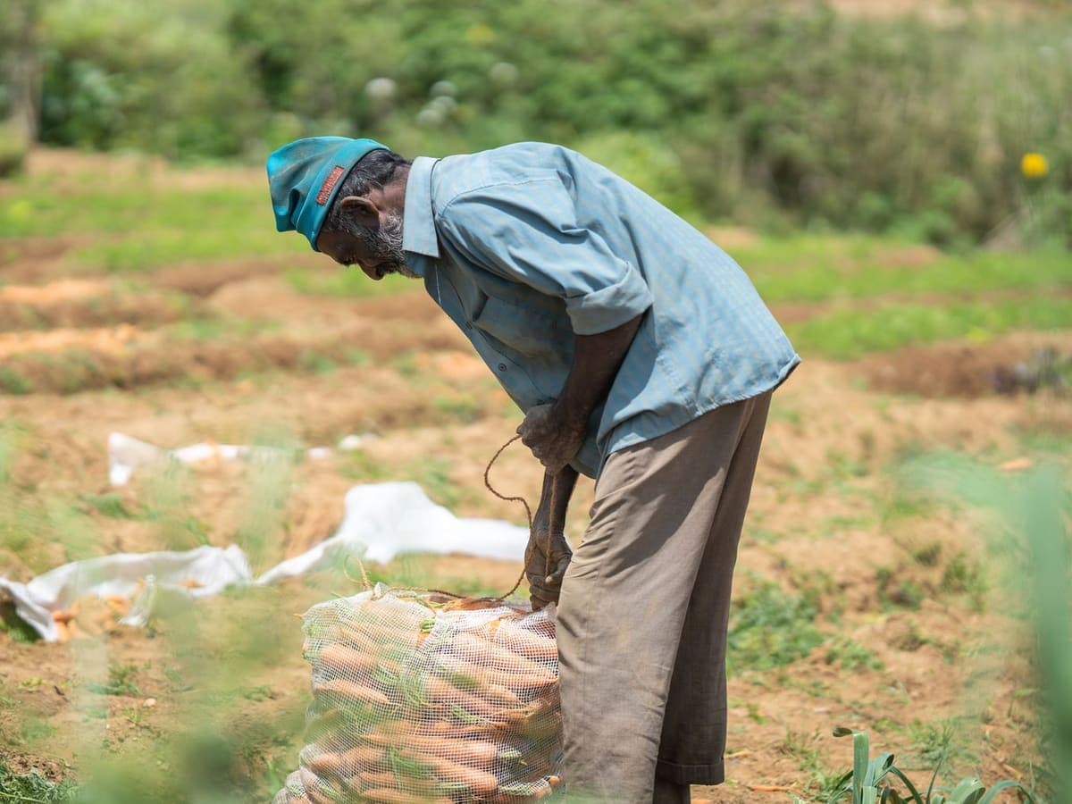 A grower harvesting in the field, crop in hand.