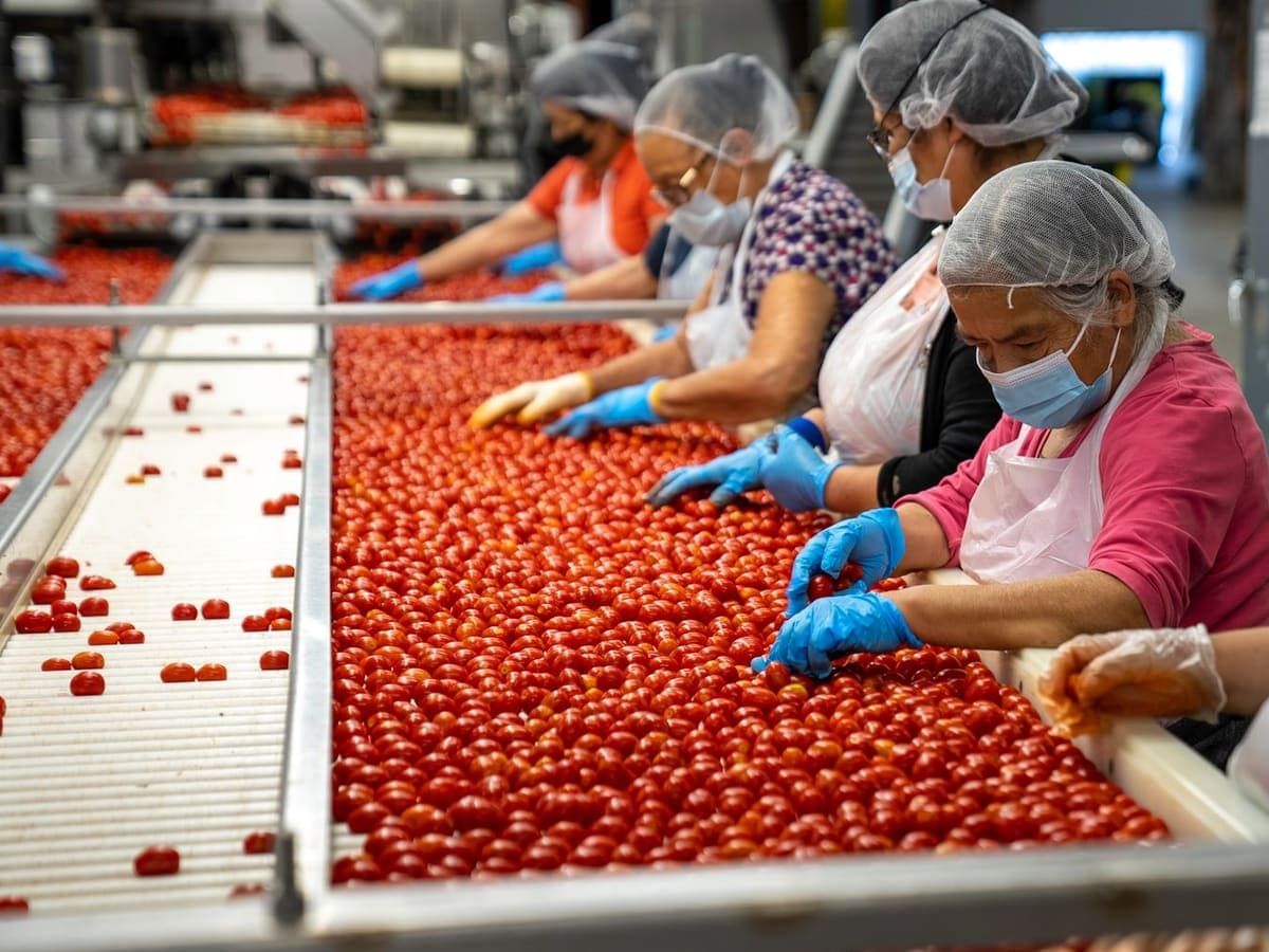 A single fruit held up and examined against the export standard.