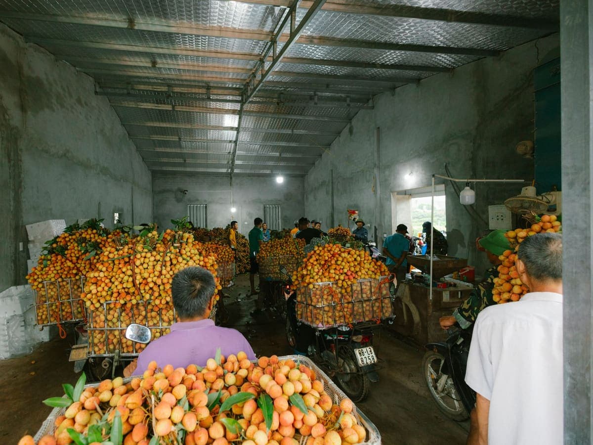 Fruit being laid into a lined export carton.