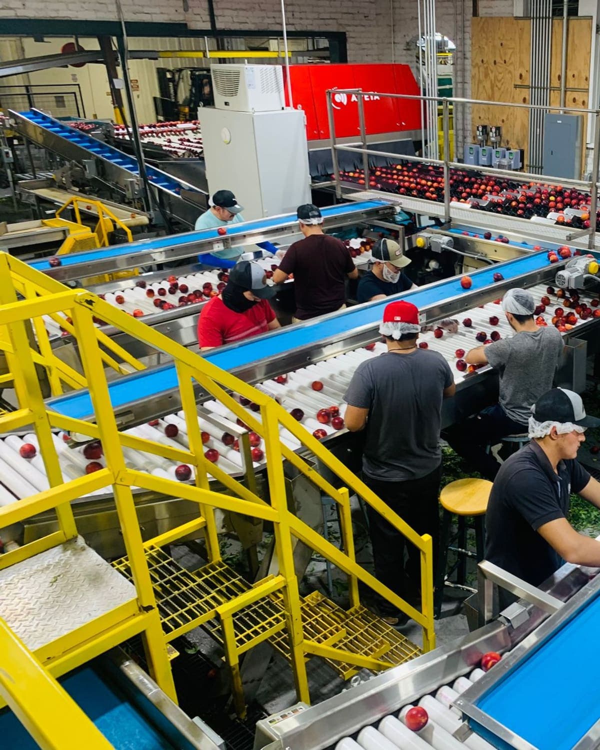 An opened export carton of evenly graded fruit at buyer quality.